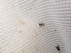 Cheiloneurus kollari