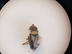 Cheiloneurus kollari