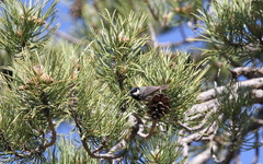 Periparus ater cypriotes