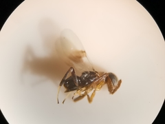 Cheiloneurus kollari