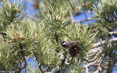 Periparus ater cypriotes