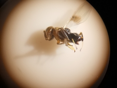 Cheiloneurus kollari