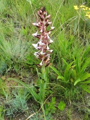 Disa cooperi