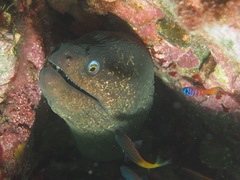 Gymnothorax mordax