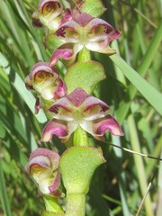 Disperis renibractea