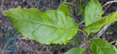 Ehretia acuminata