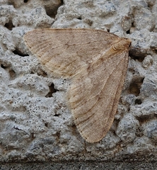Operophtera fagata