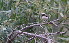 Oenanthe cypriaca