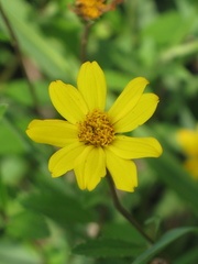 Wedelia acapulcensis