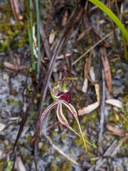 Caladenia dilatata