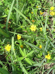 Wedelia acapulcensis