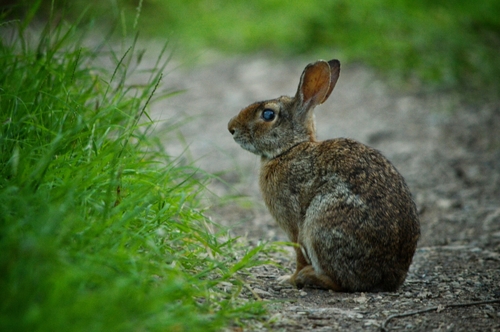 Sylvilagus cunicularius