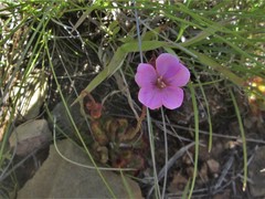 Drosera dielsiana