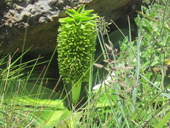 Eucomis autumnalis clavata