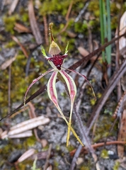 Caladenia dilatata