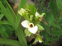 Eulophia parvilabris