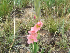 Gladiolus rehmannii