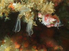 Clavelina huntsmani