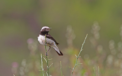 Oenanthe cypriaca