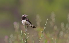 Oenanthe cypriaca