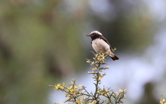 Oenanthe cypriaca
