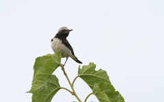Oenanthe cypriaca