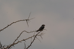 Hirundo dimidiata