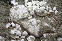 Coniophanes schmidti