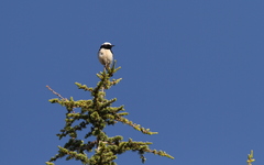 Oenanthe cypriaca