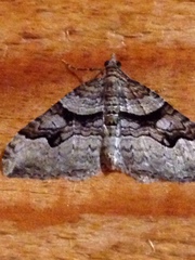 Xanthorhoe defensaria