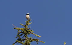 Oenanthe cypriaca