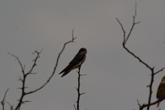 Hirundo dimidiata
