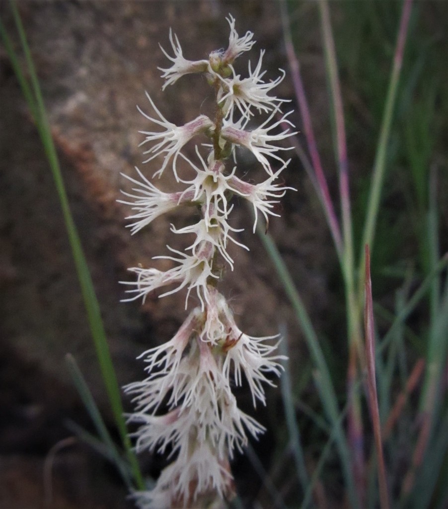 Brush Hair Orchid