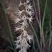 Brush Hair Orchid - Photo (c) Arista Botha, some rights reserved (CC BY-NC-SA), uploaded by Arista Botha