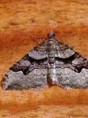 Xanthorhoe defensaria