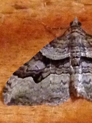 Xanthorhoe defensaria