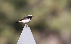 Oenanthe cypriaca
