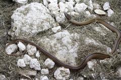 Coniophanes schmidti