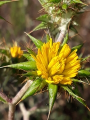 Berkheya heterophylla radiata
