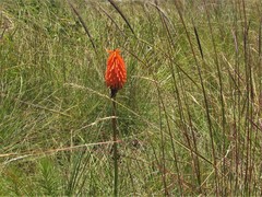 Kniphofia rigidifolia