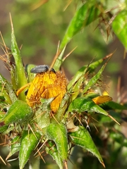 Berkheya heterophylla radiata