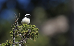 Oenanthe cypriaca