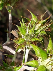 Berkheya heterophylla radiata