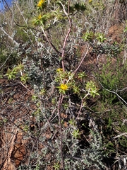 Berkheya heterophylla radiata