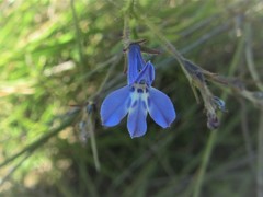 Lobelia flaccida flaccida
