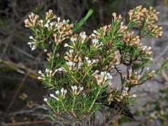 Epacris lanuginosa