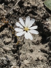 Stellaria gracilenta