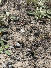 Stellaria gracilenta