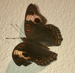 Junonia zonalis