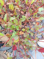 Persicaria dissitiflora